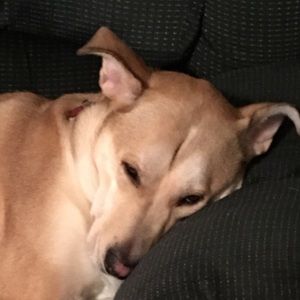 Meet your Posher, Tracey